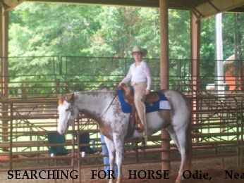 SEARCHING FOR HORSE Odie, Near Hixson , TN, 30126